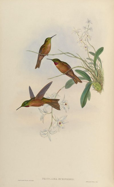 Phaiolaema rubinoides by John Gould